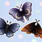 Mystical Moth Bundle